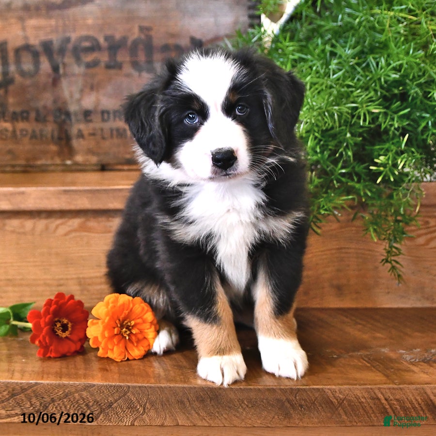 Australian Shepherd dogs Royal - Ad 2