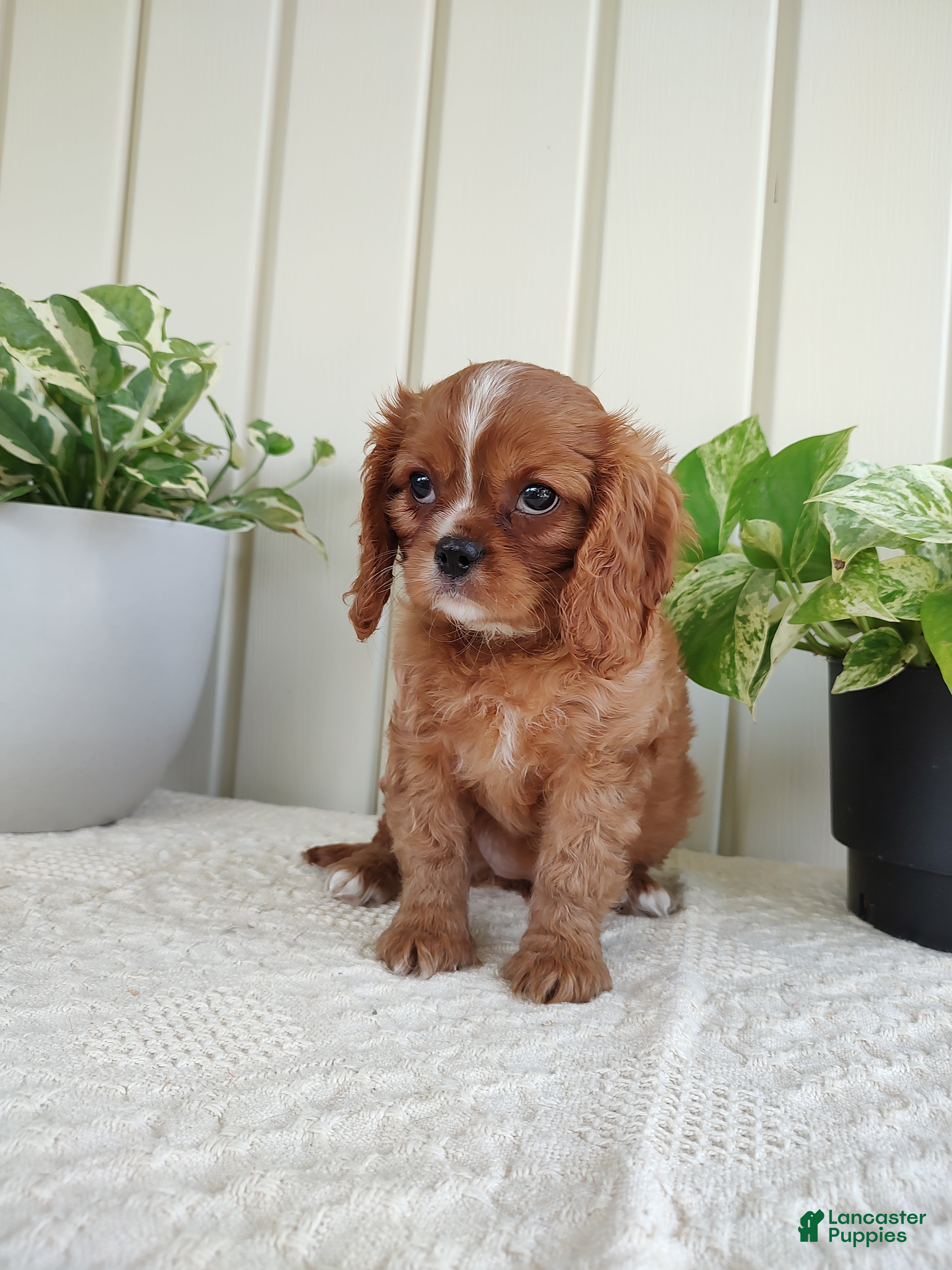 Cavalier King Charles Spaniel dogs Callie - Ad 1