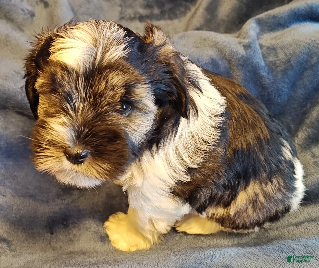 Miniature Schnauzer dogs for sale: Miniature Schnauzer Girl 1 - Ad 3