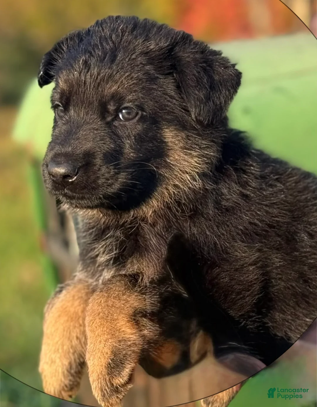 German Shepherd dogs for sale: Brown Collar - Ad 2