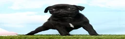 Pug dogs for sale: Ziggy - Ad 4