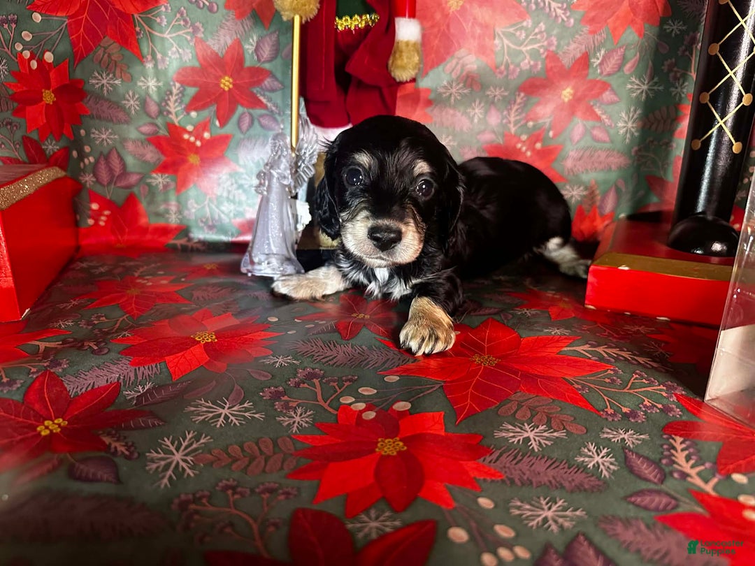 Miniature Dachshund dogs for sale: Kota - Ad 3