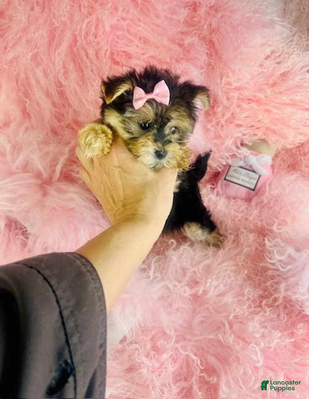 Morkie dogs for sale: Morkie 1 - Ad 2