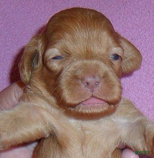 Cockapoo dogs Millie - Ad 1