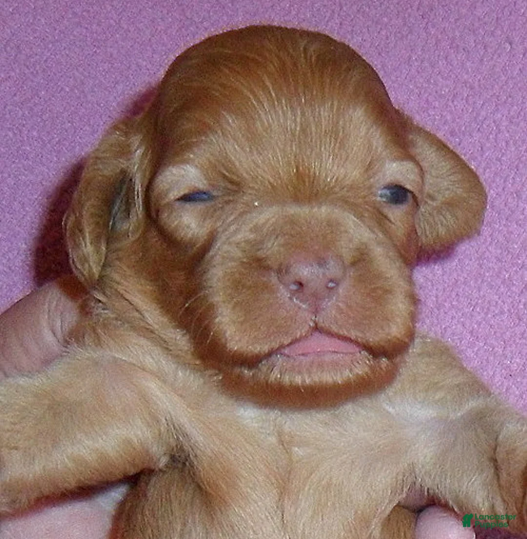 Cockapoo dogs for sale: Millie - Ad 1