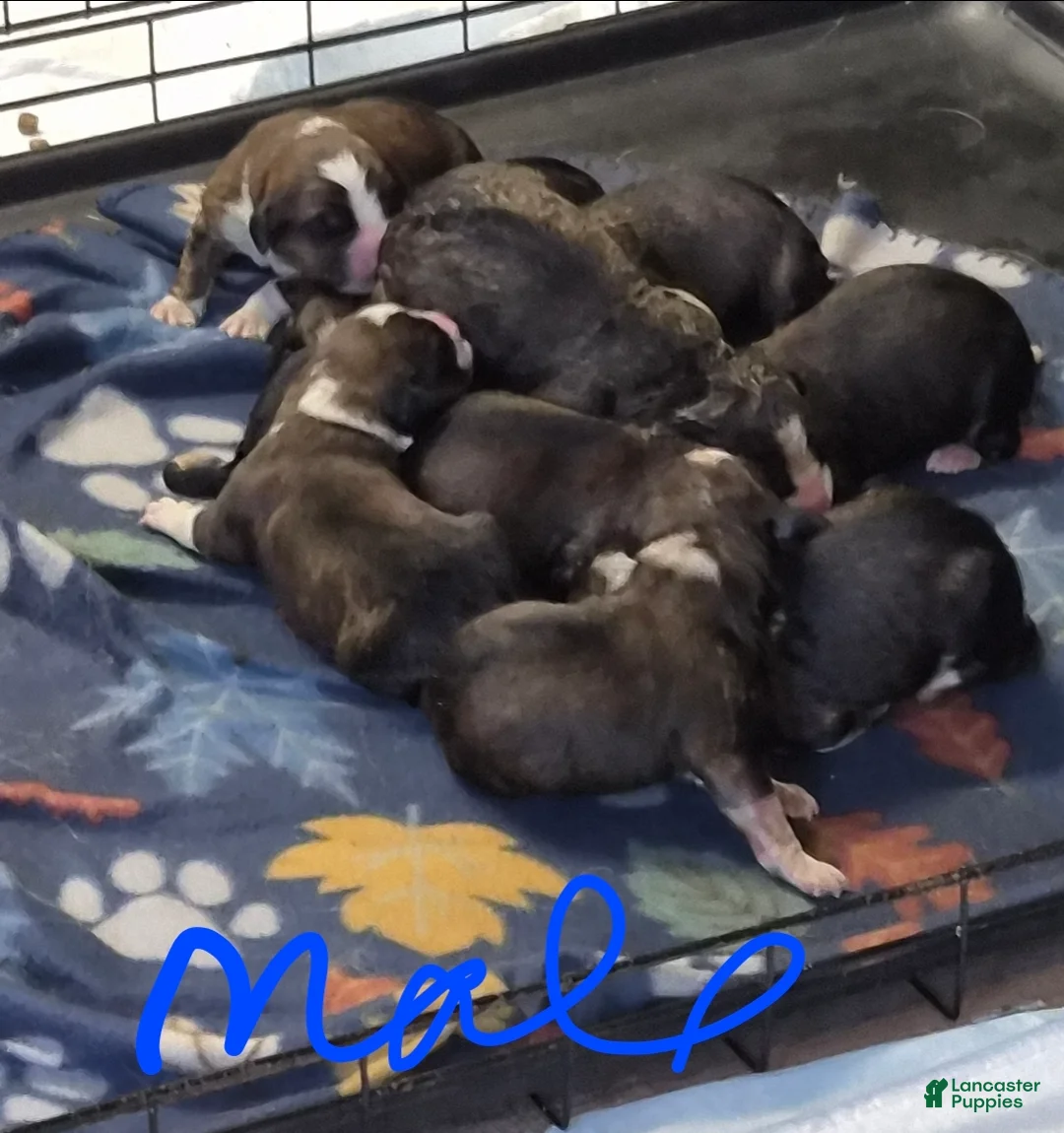 Mixed Breed dogs for sale: First Pick Female St Bernese Puppy dob 6/2/26 - Ad 2