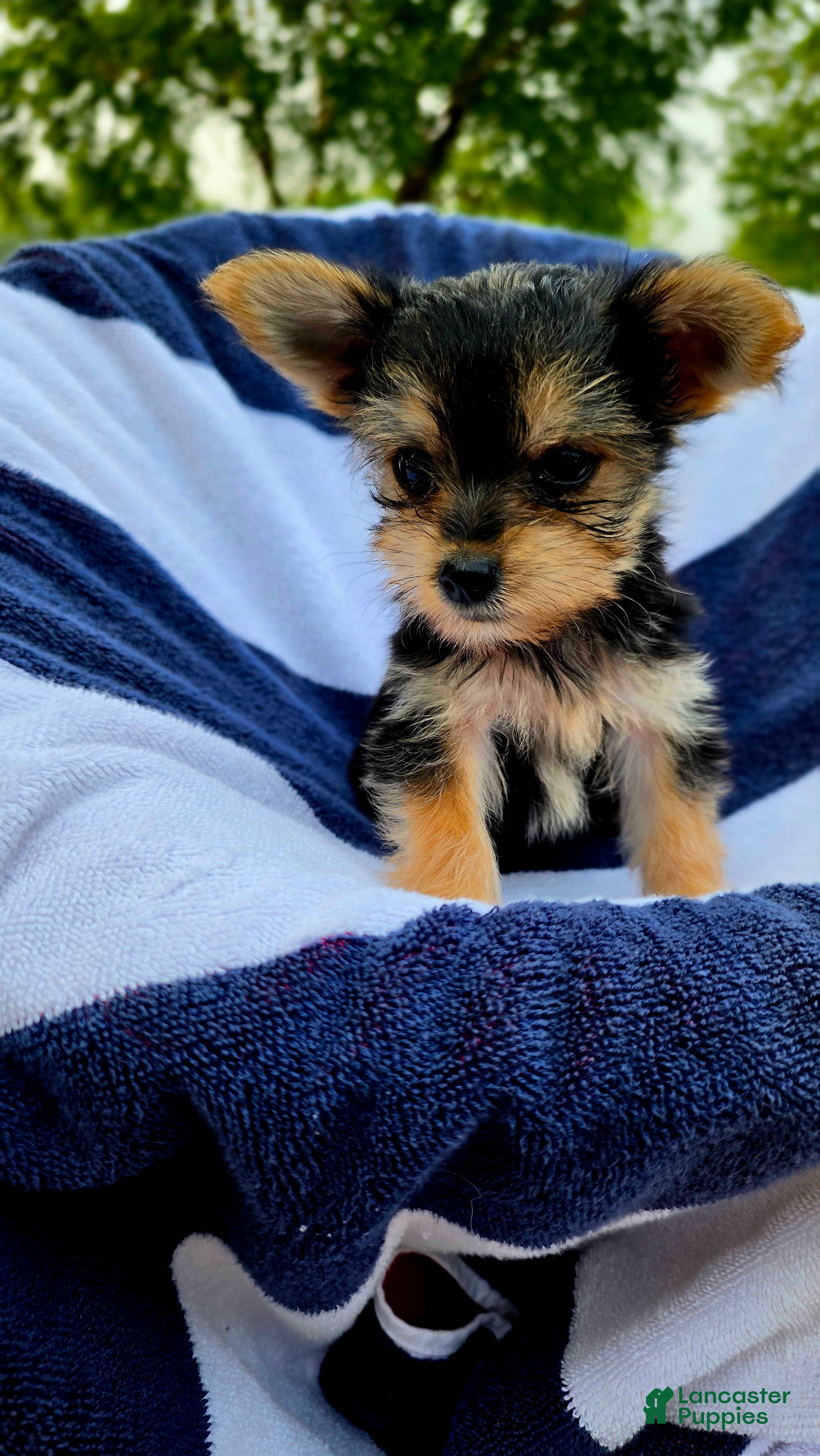 Yorkshire Terrier dogs Donald - Ad 1