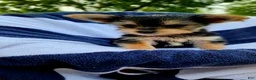 Yorkshire Terrier dogs for sale: Donald - Ad 1