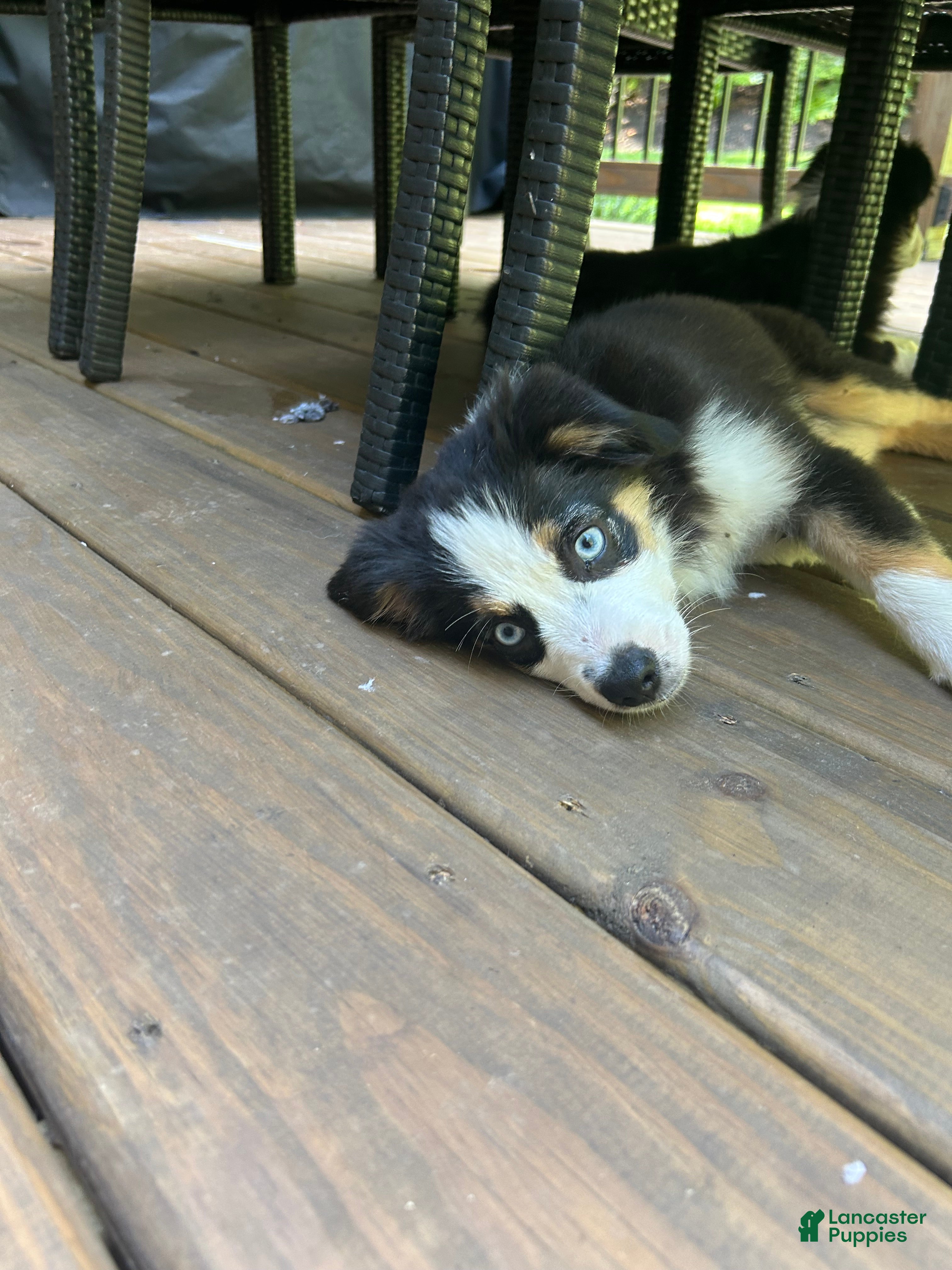Miniature Australian Shepherd dogs Sage - Ad 2