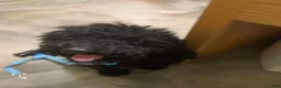 Goldendoodle dogs for sale: Spot - Ad 2