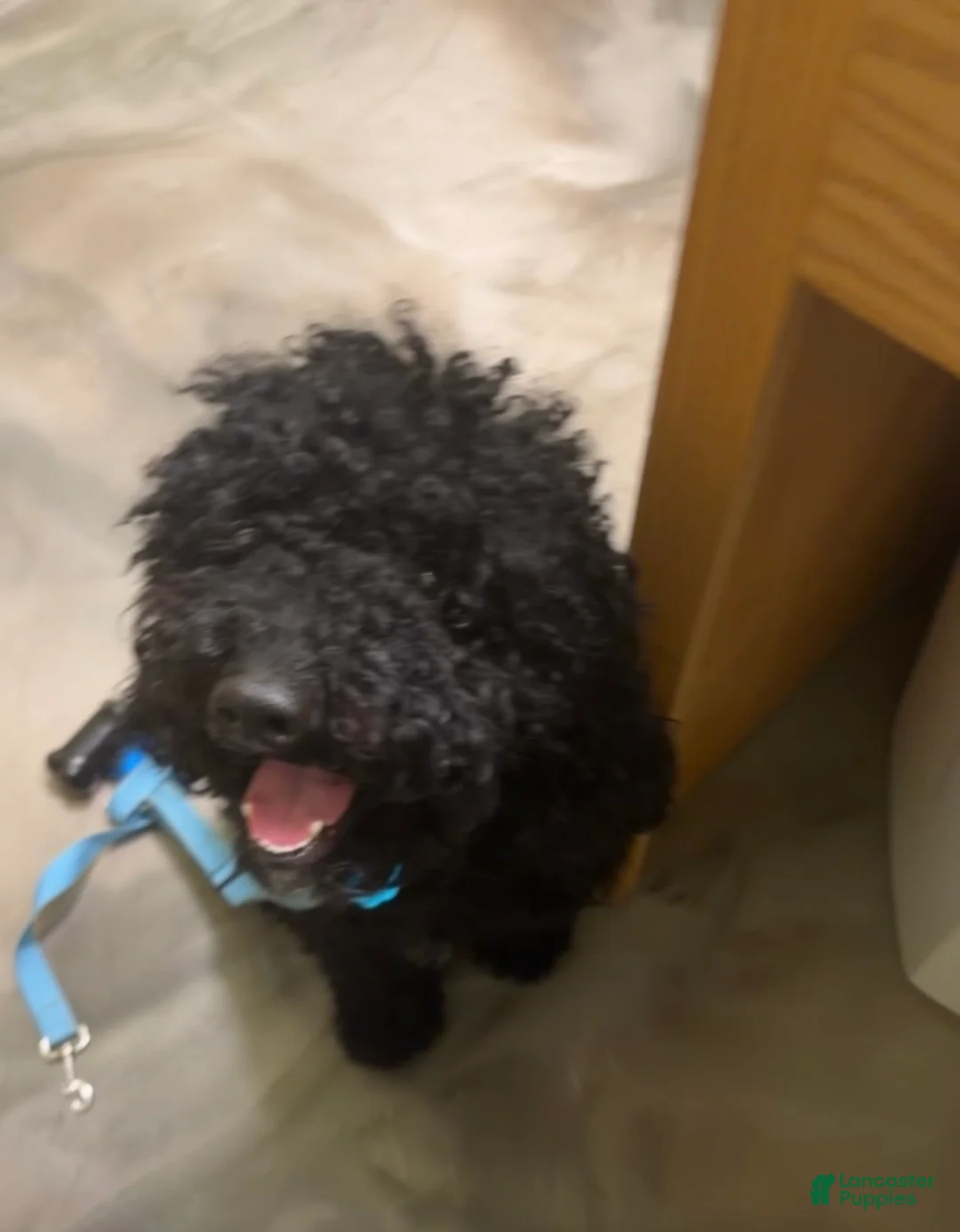 Goldendoodle dogs for sale: Spot - Ad 2