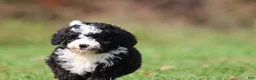 Mini Bernedoodle dogs for sale: Snoopy - Ad 3