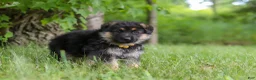 German Shepherd dogs for sale: German Shepherd 3 - Ad 5