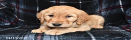 Golden Retriever dogs for sale: Tina - Ad 2