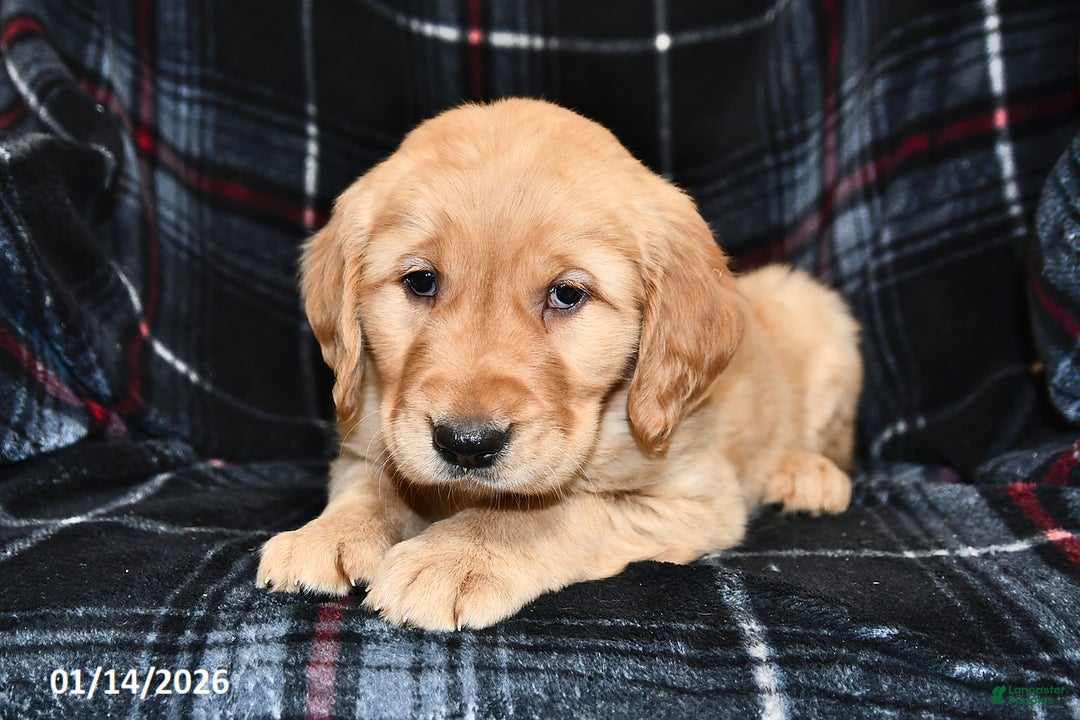 Golden Retriever dogs for sale: Tina - Ad 2