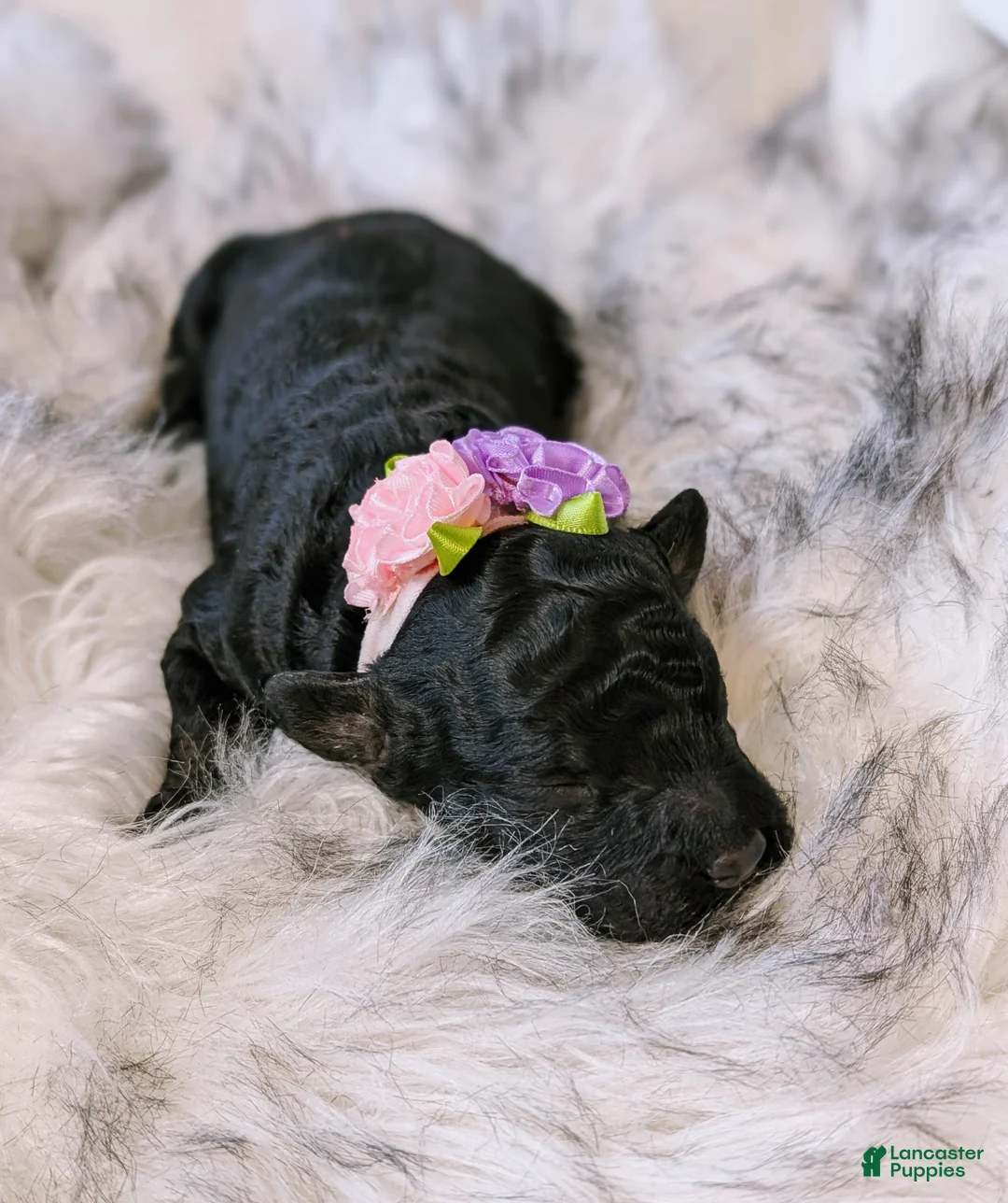 Mixed Breed dogs for sale: CHYNA  - Ad 4