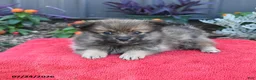 Pomeranian dogs for sale: Hudson - Ad 5