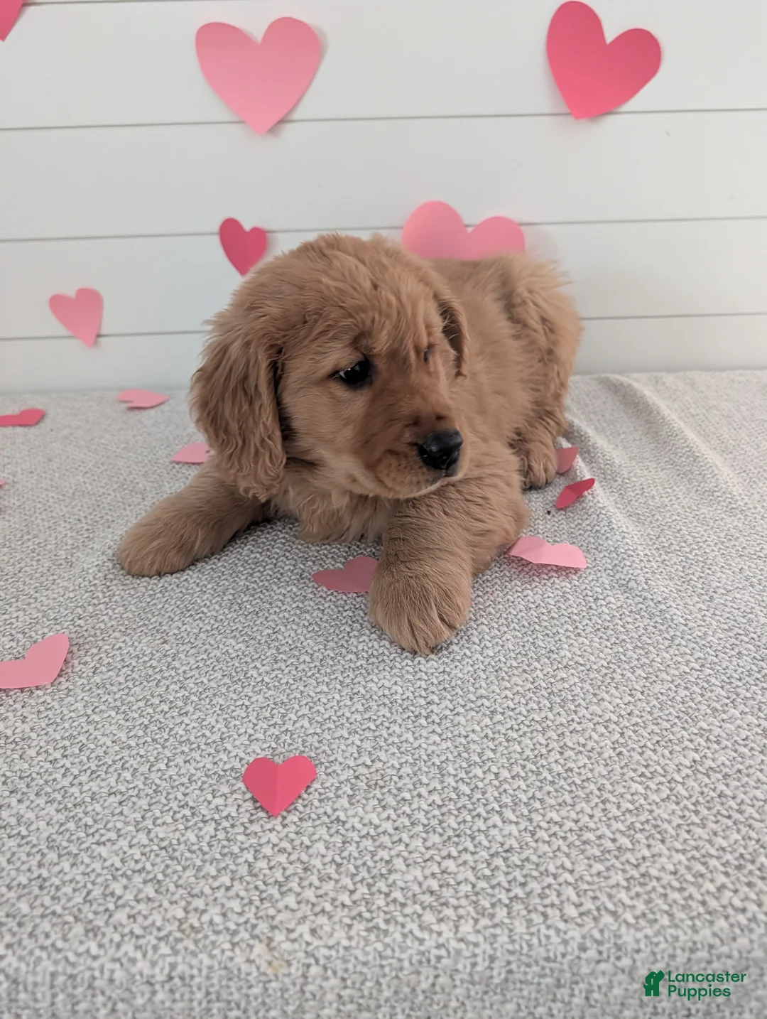 Golden Retriever dogs for sale: Tucker - Ad 11