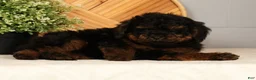 Toy Poodle dogs for sale: Snuggles - Ad 6