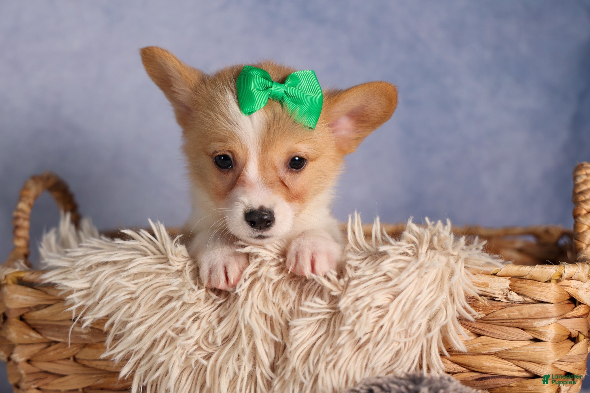 Welsh Corgi Pembroke dogs  Cody 🐾🐶 - Ad 2