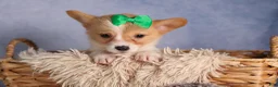 Welsh Corgi Pembroke dogs for sale:  Cody 🐾🐶 - Ad 2