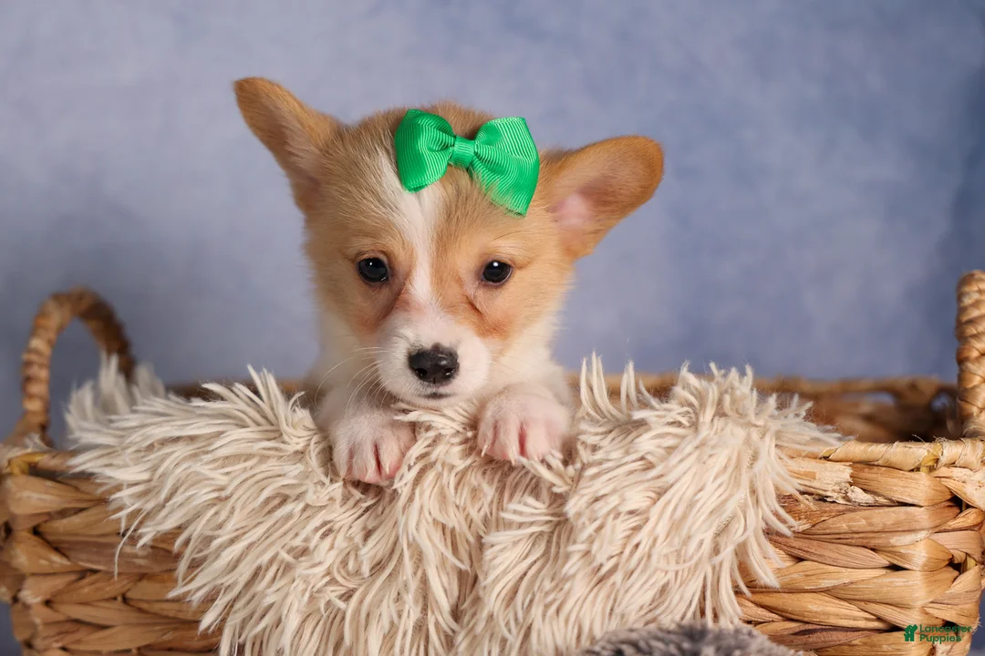 Welsh Corgi Pembroke dogs for sale:  Cody 🐾🐶 - Ad 2