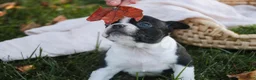 Boston Terrier dogs for sale: Cathy Boston Terrier  - Ad 1