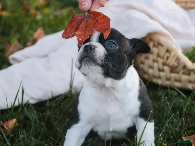 Boston Terrier dogs for sale: Cathy Boston Terrier - Ad 1