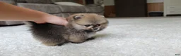 Pomeranian dogs for sale: Teacup Poseidon - Ad 5