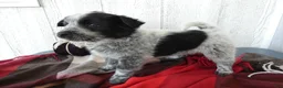 Australian Cattle Dog dogs for sale: Australian Cattle Dog 5 Busco` - Ad 6
