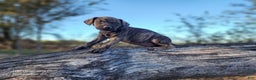 Catahoula Leopard Dog dogs for sale: Tracy II 2025 Female 4 - Ad 11