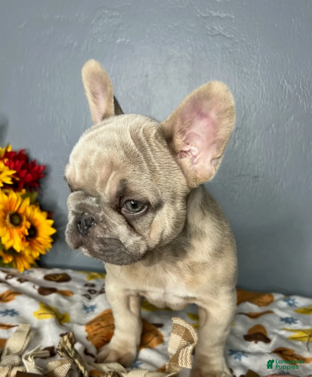 French Bulldog dogs for sale: Blue Fawn Merle Boy - Ad 1