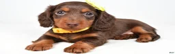 Miniature Dachshund dogs for sale: Cody - Ad 7