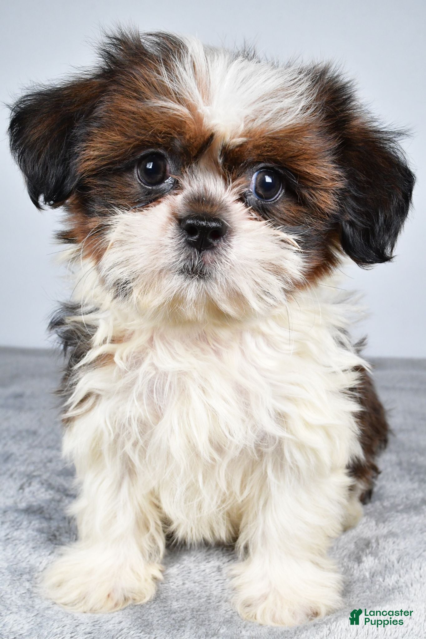 Shih Tzu dogs Chief - Ad 2