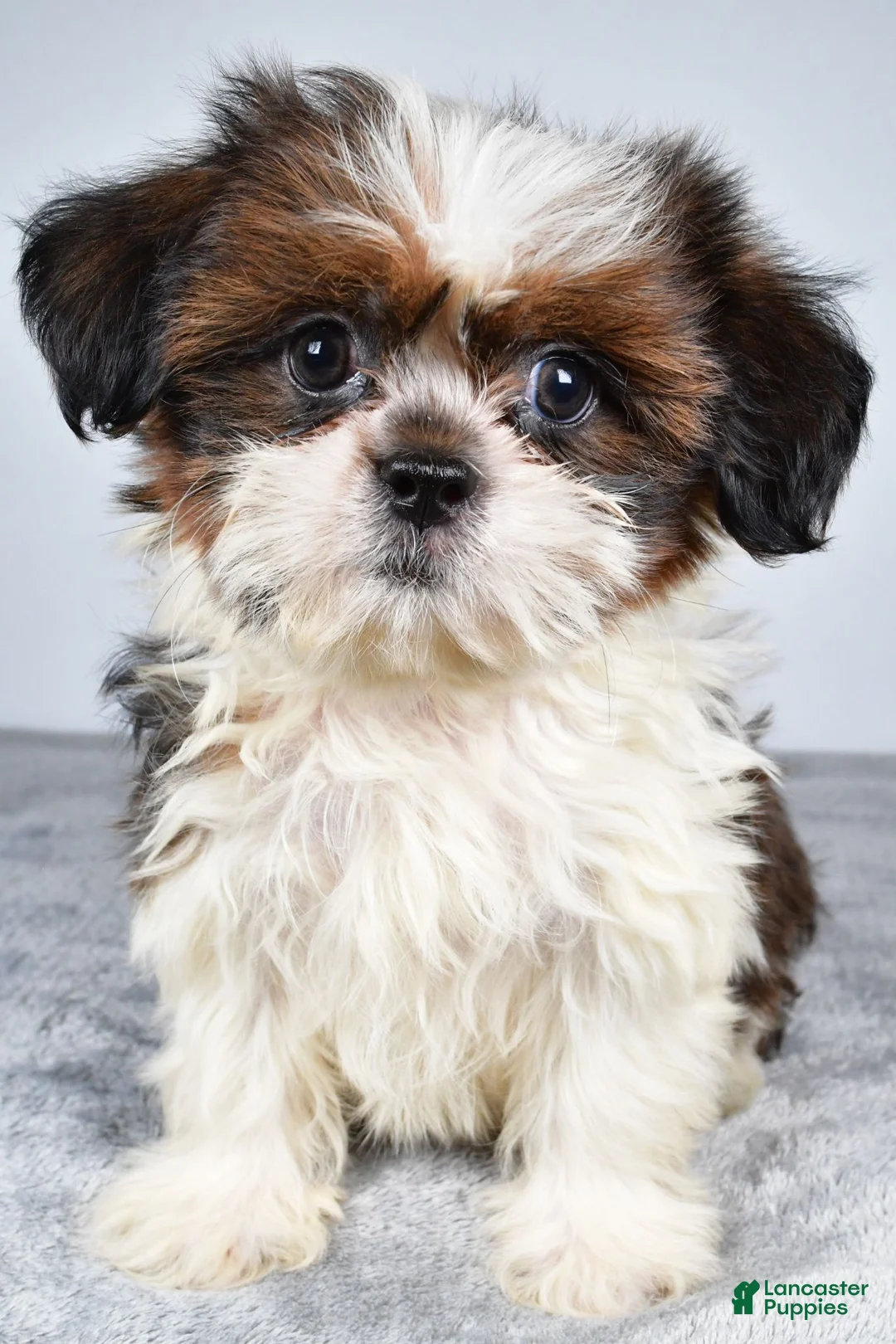 Shih Tzu dogs for sale: Chief - Ad 2
