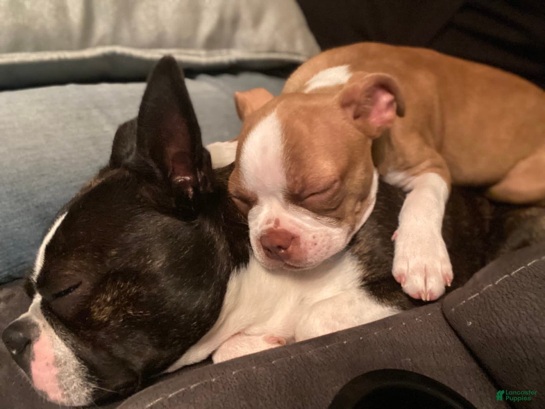 Gallery Image {{count}}