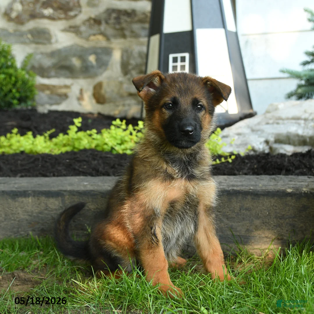 German Shepherd dogs for sale: Barb  - Ad 2