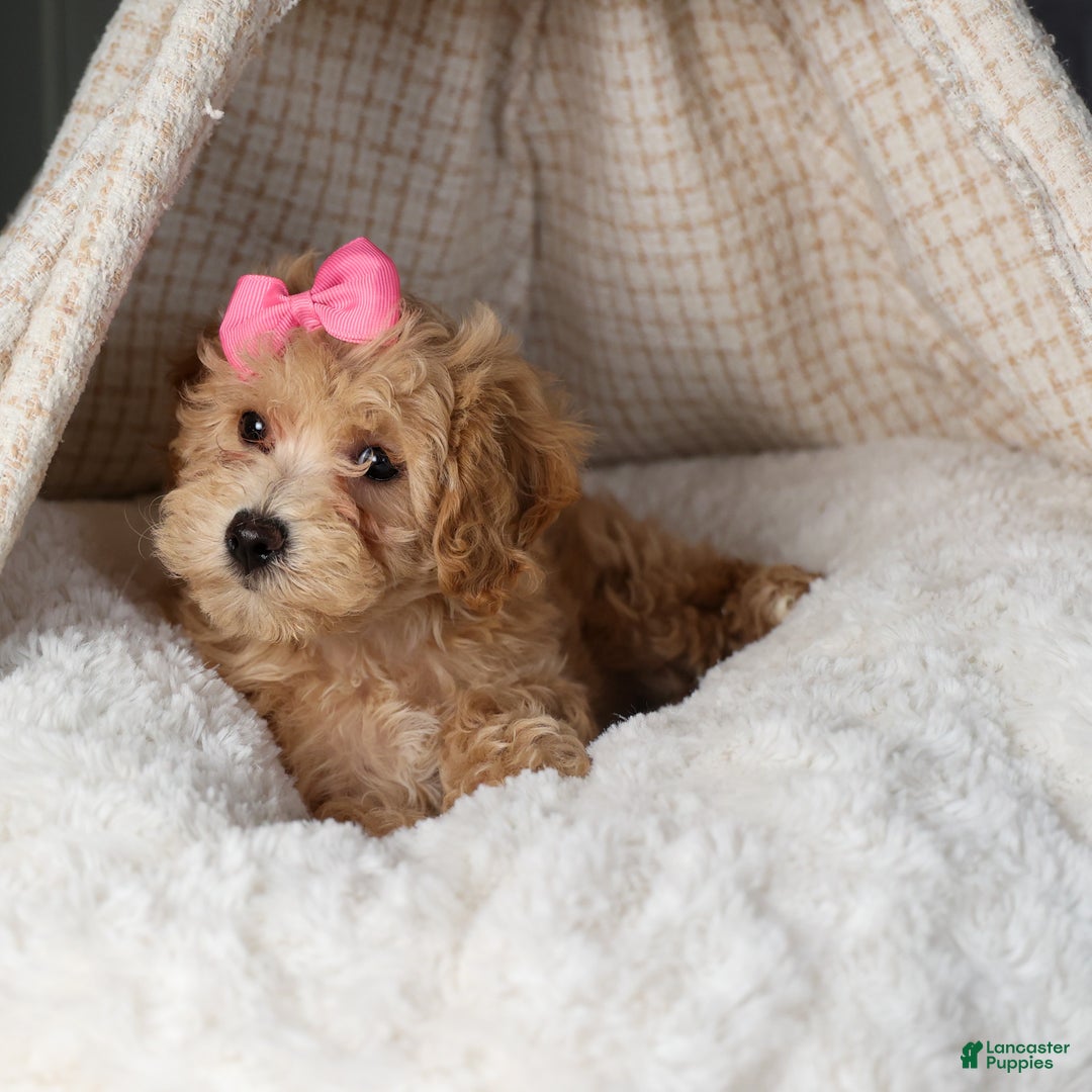 Shihpoo dogs for sale: Eleanor - Ad 9