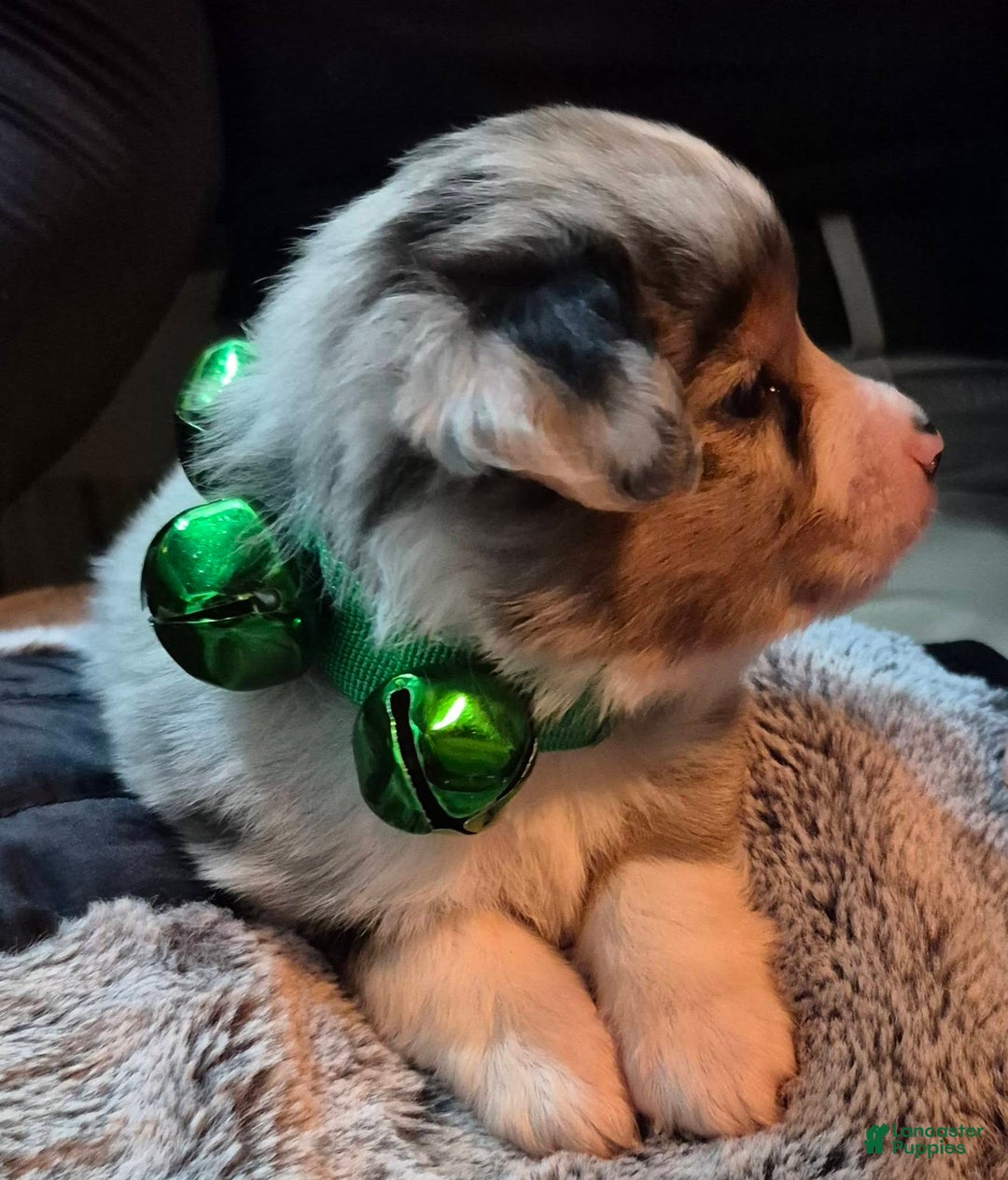 Toy Australian Shepherd dogs for sale: Toy Australian Shepherd Puppy 3 - Ad 3