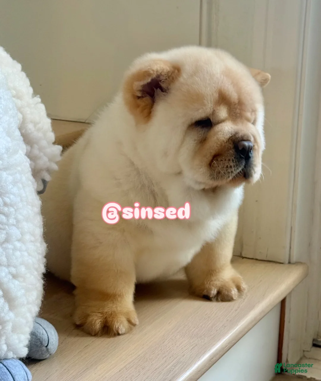 Chow Chow dogs for sale: St Nick  - Ad 6
