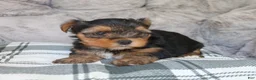Yorkshire Terrier dogs for sale: Maggie - Ad 8