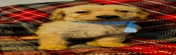 Labradoodle dogs for sale: Labradoodle 1 - Ad 1