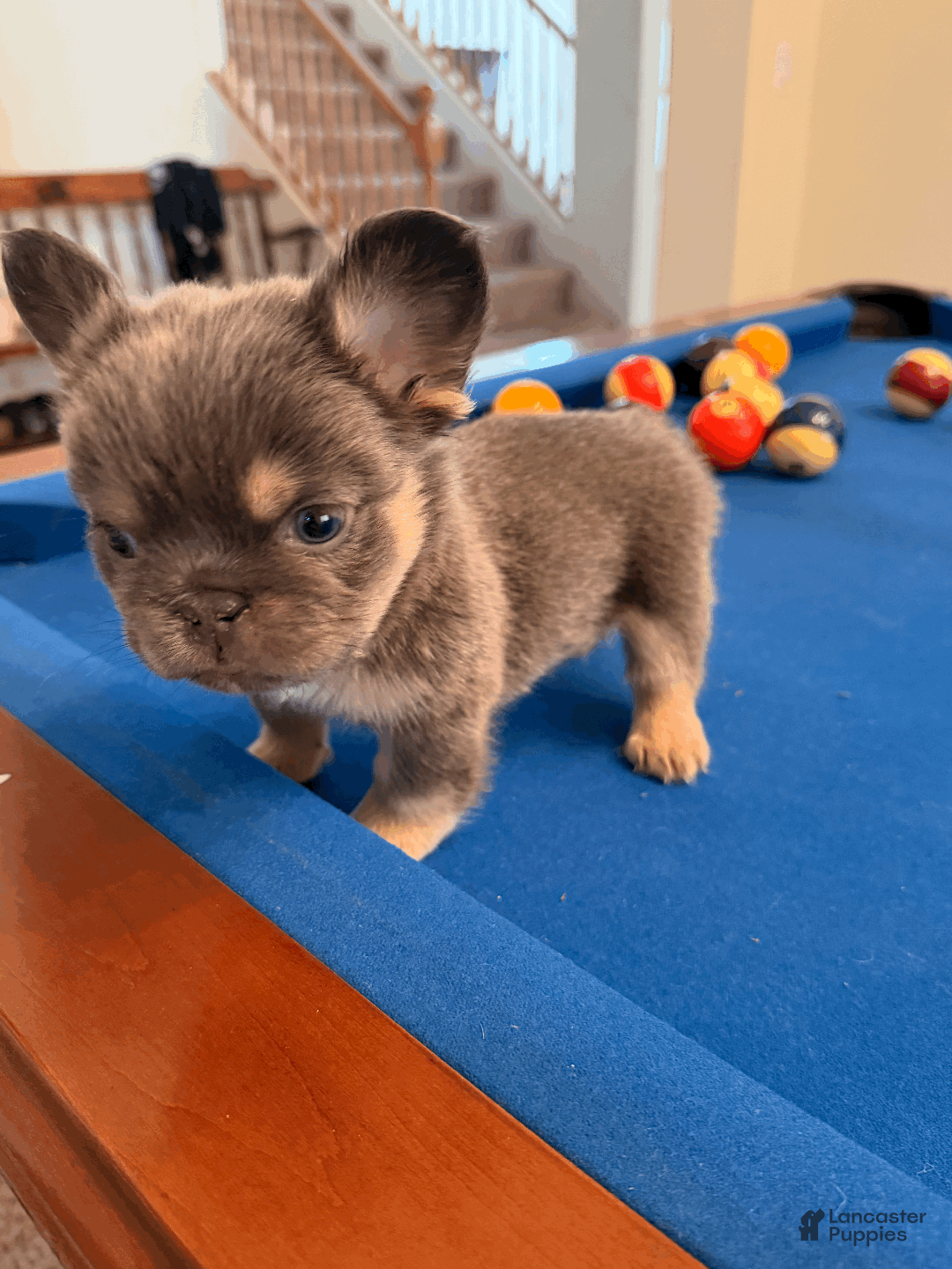French Bulldog dogs for sale: French Bulldog Puppy 1 - Ad 3