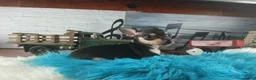 Chihuahua dogs for sale: Haleys blk and tan tiny boy. Hand Delivery  - Ad 3