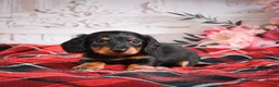 Miniature Dachshund dogs for sale: AKC-Elvis - Ad 3