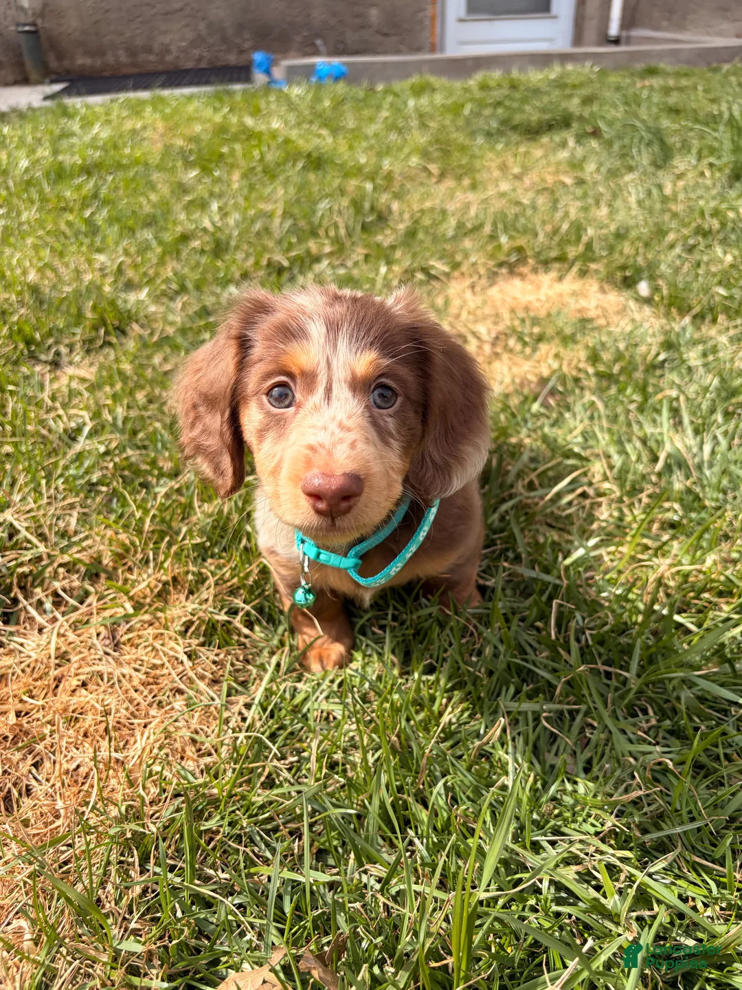 Miniature Dachshund dogs for sale: Comet - Ad 6