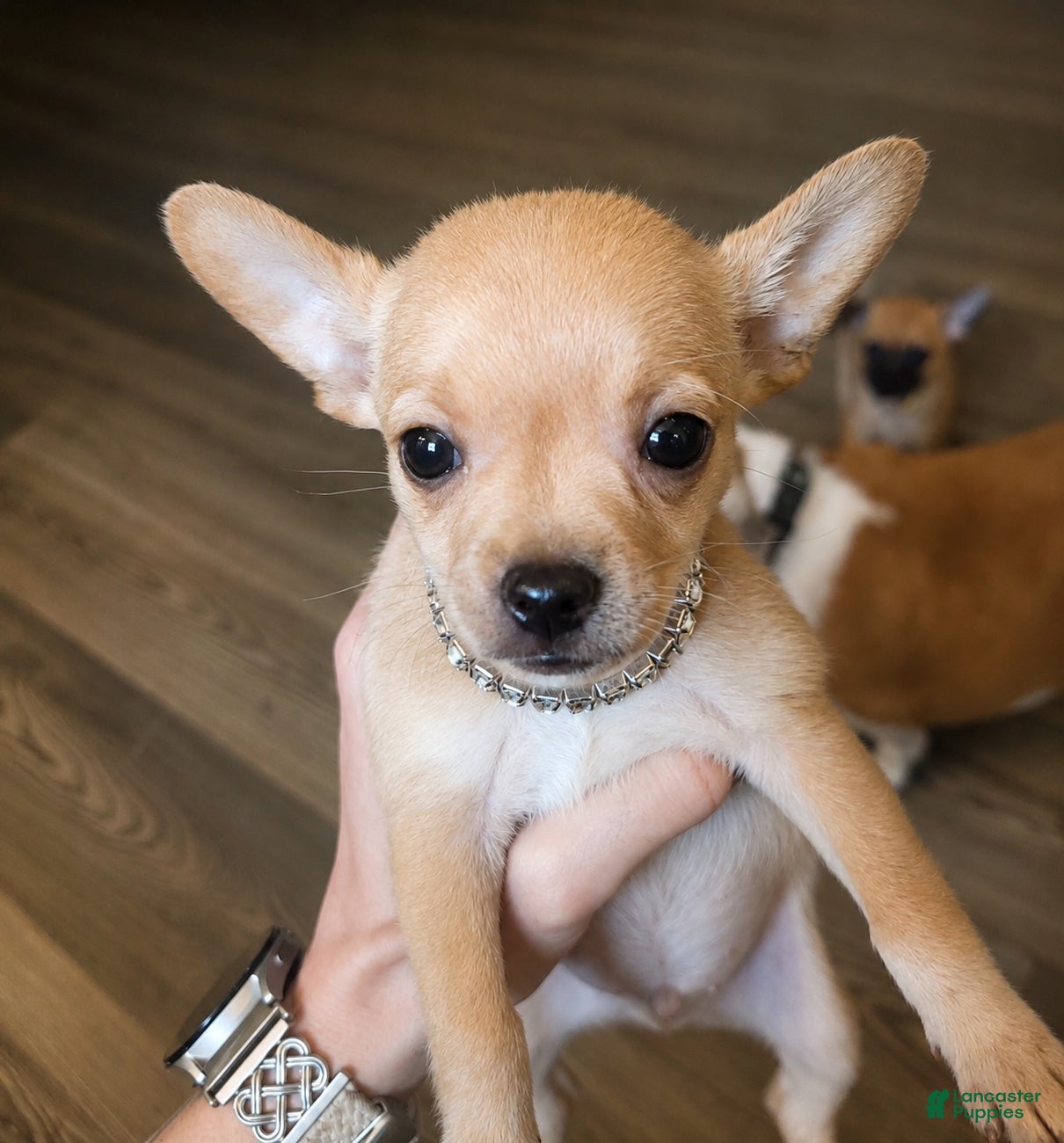 Chihuahua dogs Boy 1  - Ad 1