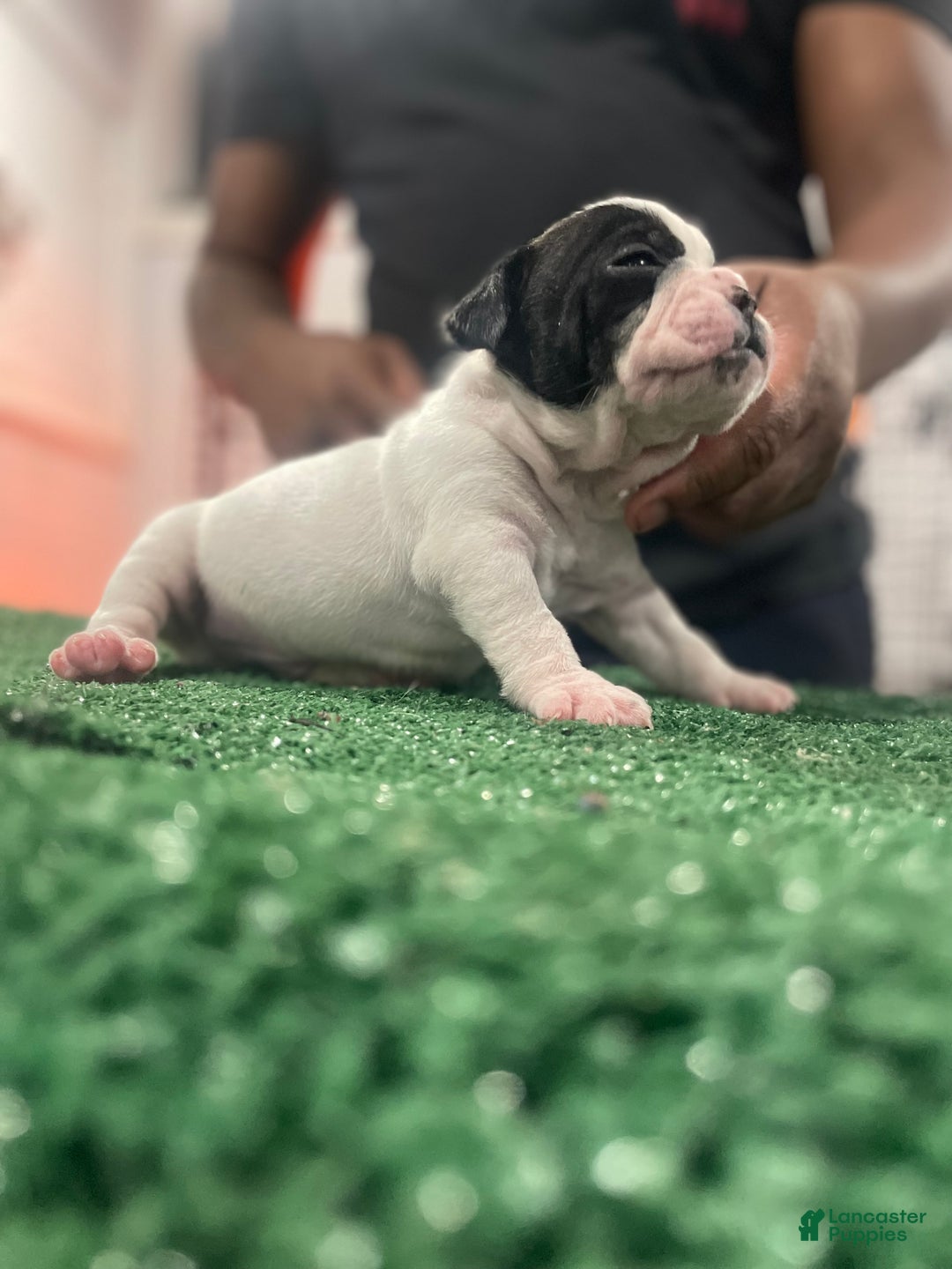 American Bully dogs for sale: American Bully Puppy 1 - Ad 8