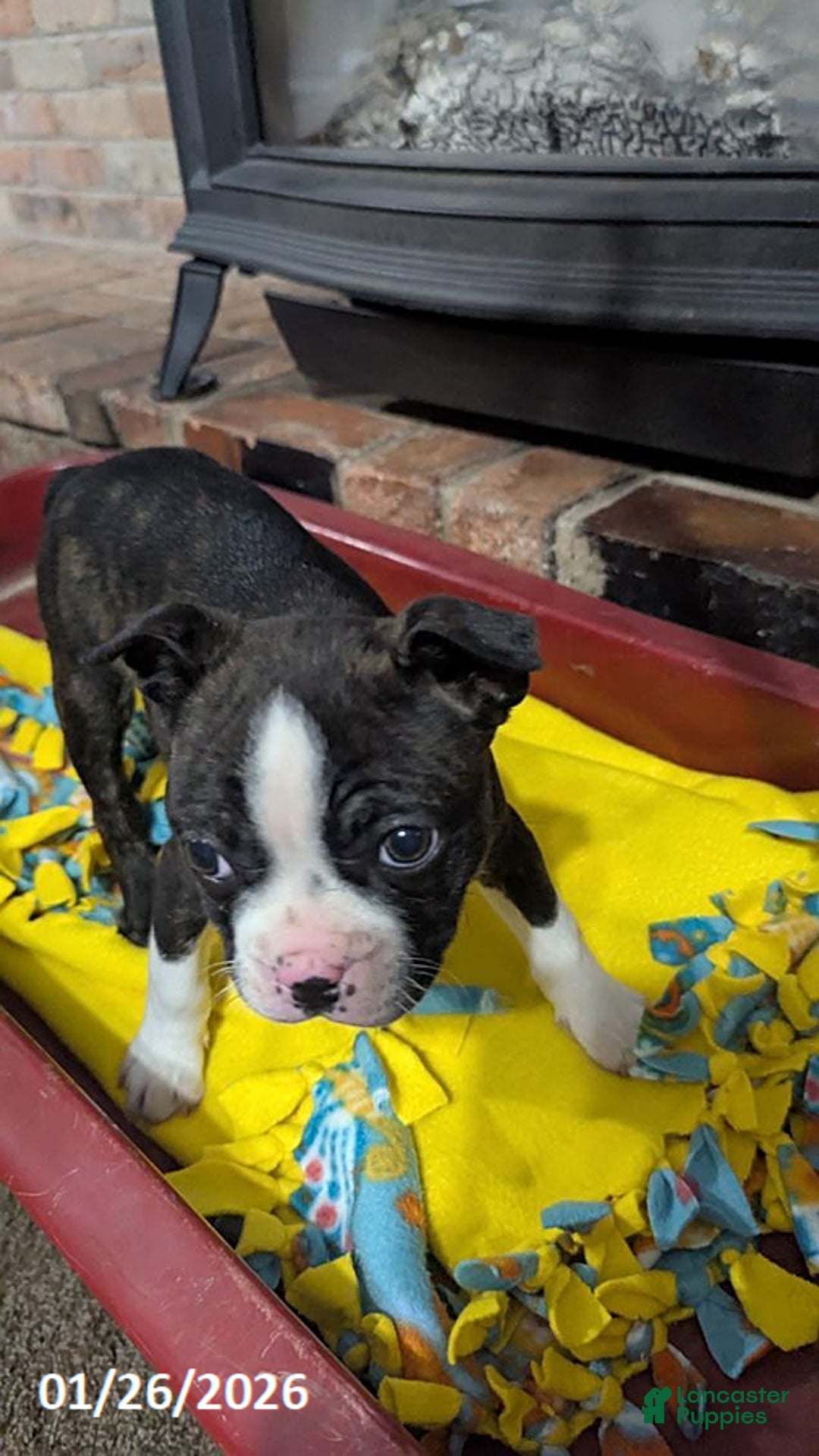 Boston Terrier dogs for sale: Hailey - Ad 4