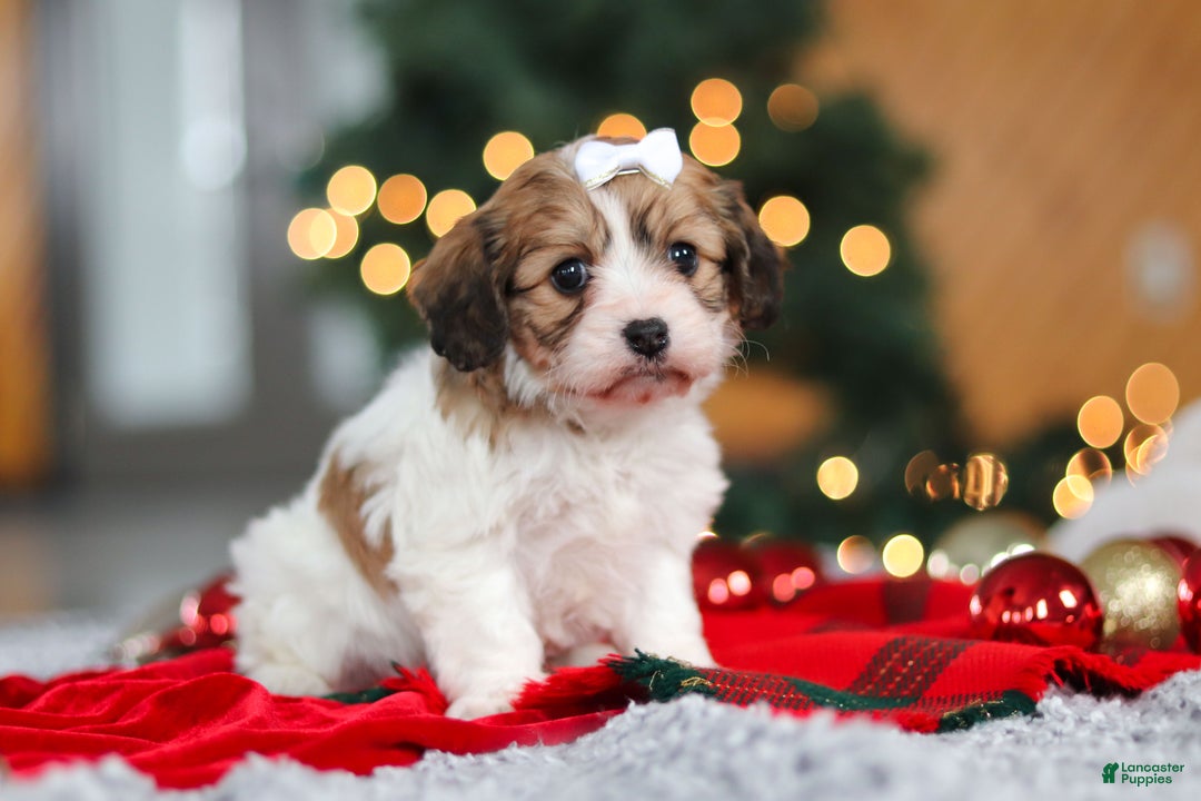 Cavachon dogs for sale: Sunshine  - Ad 2